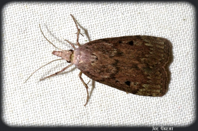 Galleriinae