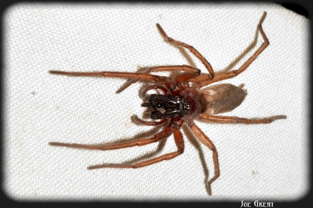Drassodes/Drassodex