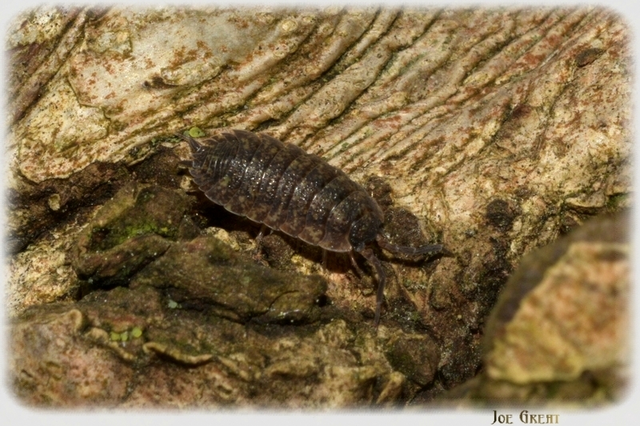 Isopoda - Ászkarákok