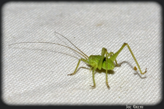 Leptophyes