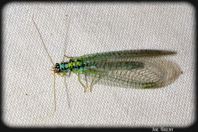 Chrysopa perla - aranyszemű fátyolka Chrysopa perla - aranyszemű fátyolka