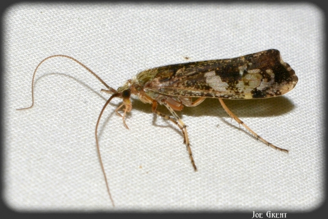 Trichoptera - Tegzesek