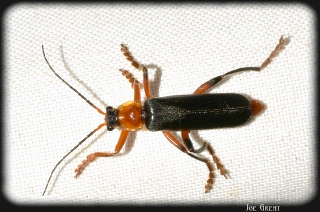 Cantharis livida - mezei lágybogár