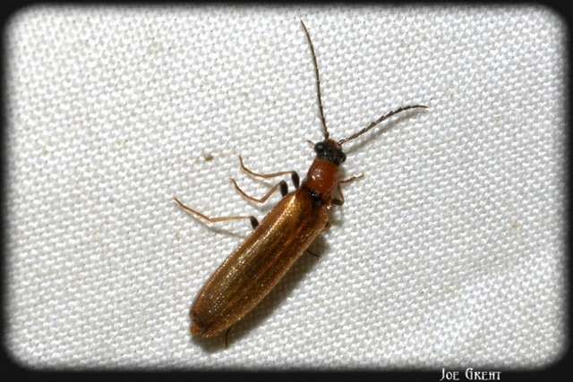 Denticollis linearis - dülledtszemű pattanó