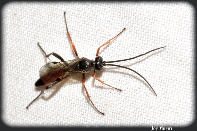 Hymenoptera - Hártyásszárnyúak
