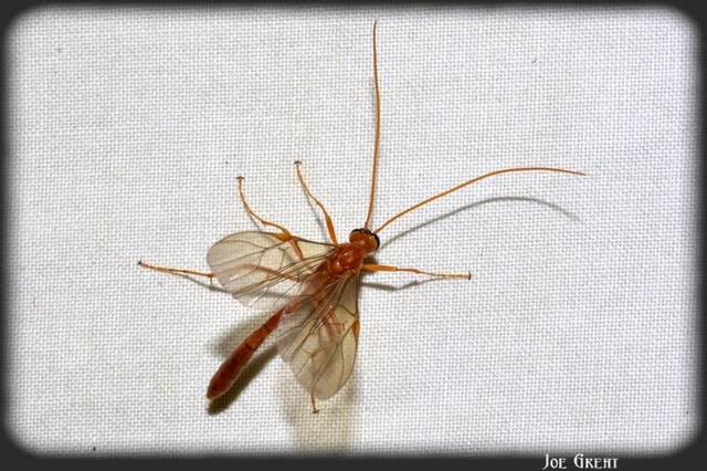 Hymenoptera - Hártyásszárnyúak