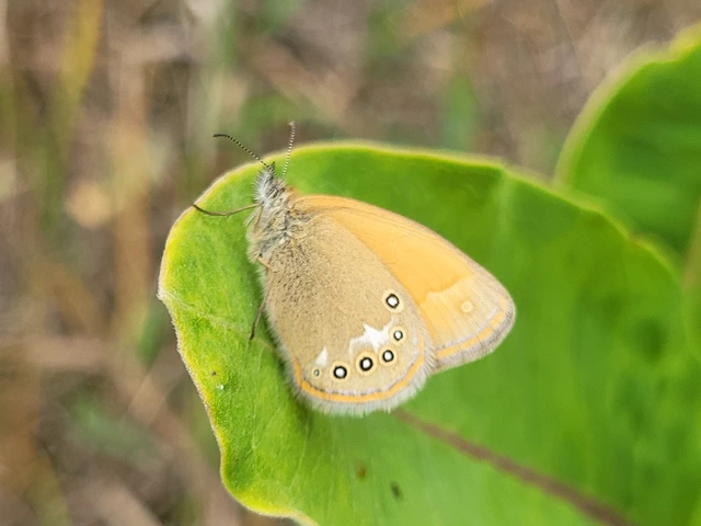 Coenonympha glycerion - közönséges szénalepke