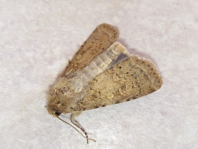 Rhyacia simulans - hamvas földibagoly