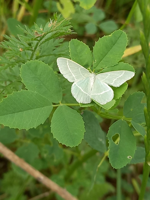 Chlorissa viridata/cloraria