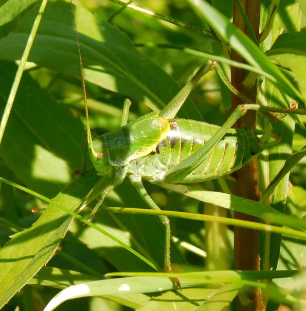 Polysarcus denticauda - fogasfarkú szöcske