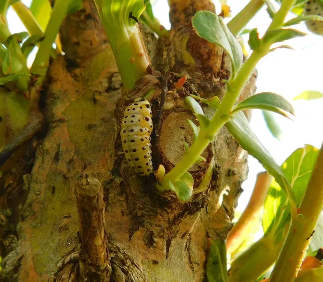 Chrysomela
