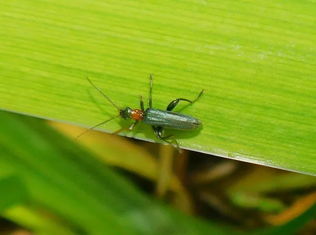 Oedemera croceicollis - pirostorú álcincér