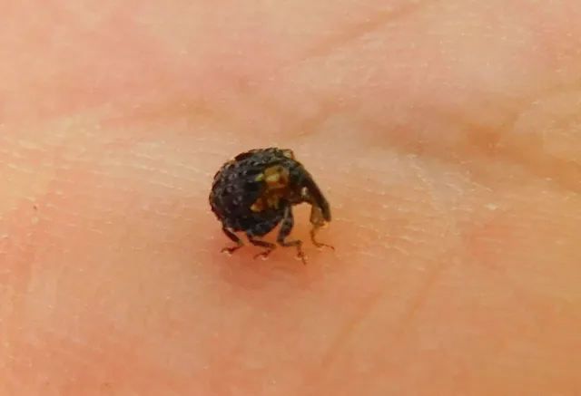 Cionus scrophulariae - görvélyfű-gömbormányos