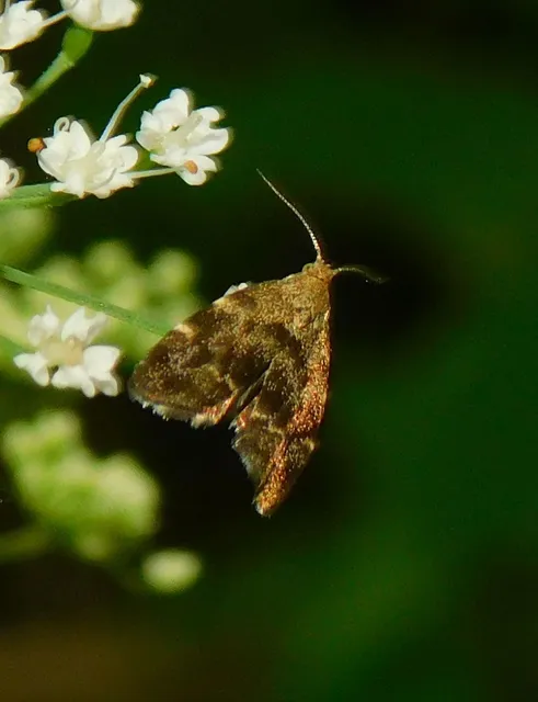 Anthophila fabriciana - lápréti levélmoly