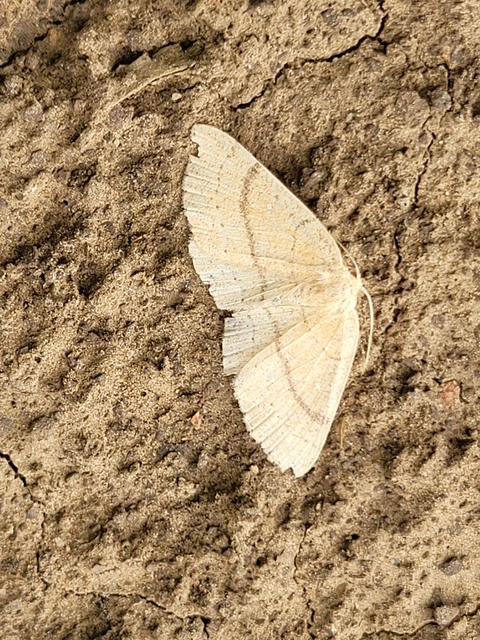 Cyclophora linearia - vonalas pettyesaraszoló