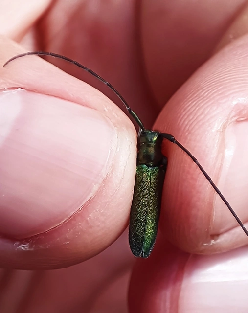Agapanthia violacea - kék somkórócincér