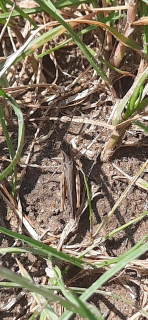 Chorthippus brunneus - közönséges tarlósáska