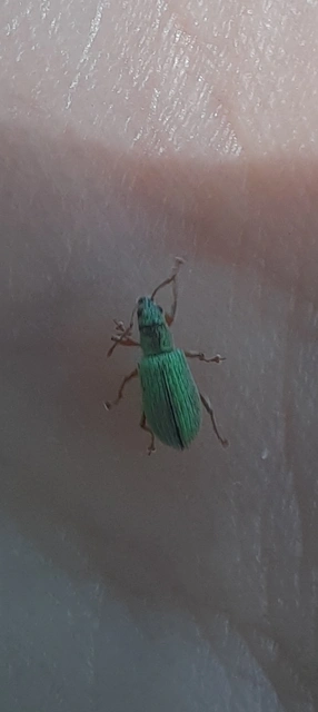 Phyllobius argentatus - ezüstös levélormányos