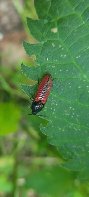 Ampedus