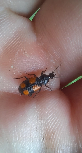 Panagaeus bipustulatus - kis keresztesfutó