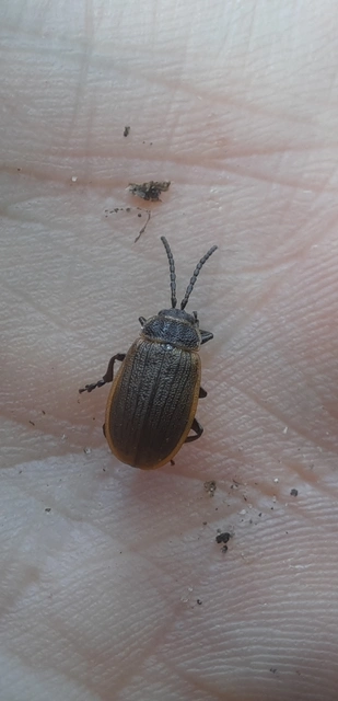 Galeruca interrupta - bordás olajosbogár