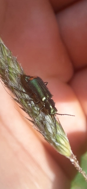 Malachius bipustulatus - kétfoltos bibircsesbogár