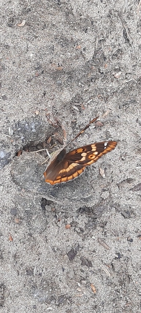 Apatura ilia - kis színjátszólepke