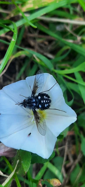 Bombylella atra - ezüstpettyes pöszörlégy
