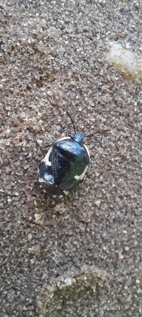 Tritomegas sexmaculatus - hatfoltos földipoloska