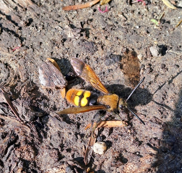 Megascolia maculata - óriás-tőrösdarázs