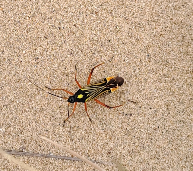 Miris striatus - sávos mezeipoloska