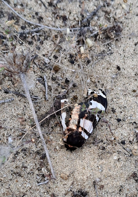 Arctia festiva - díszes medvelepke