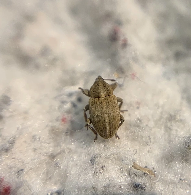 Tychius trivialis - csüdfű-tímárormányos