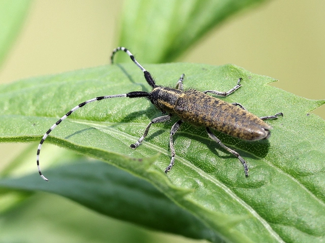 Agapanthia villosoviridescens - fehérgyűrűs bogáncscincér