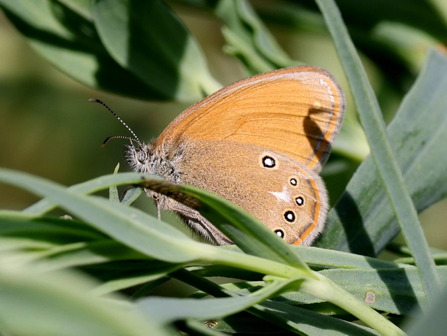Coenonympha glycerion - közönséges szénalepke