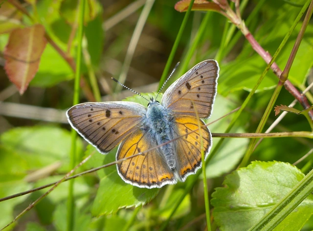 Lycaena alciphron - ibolyás tűzlepke