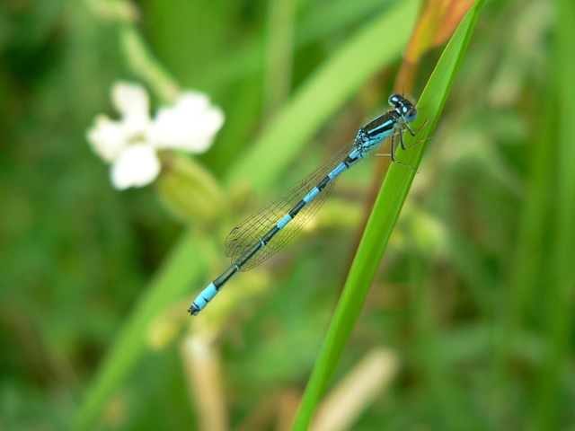 Coenagrion scitulum - mediterrán légivadász