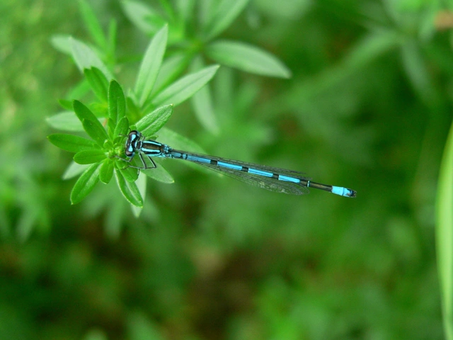 Coenagrion puella - azúrkék légivadász