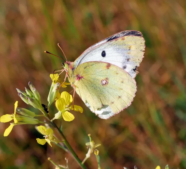 Colias alfacariensis - déli kéneslepke