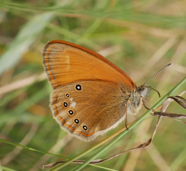 Coenonympha glycerion - közönséges szénalepke