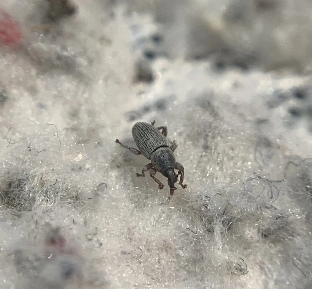 Tychius stephensi - rétihere-tímárormányos