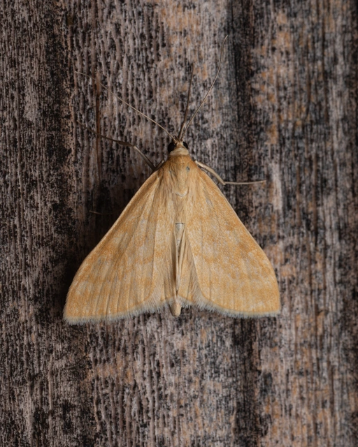 Sitochroa verticalis - világossárga dudvamoly