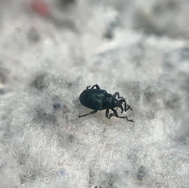 Ceutorhynchus chlorophanus - zöldes repcsény-ceutormányos Ceutorhynchus chlorophanus - zöldes repcsény-ceutormányos