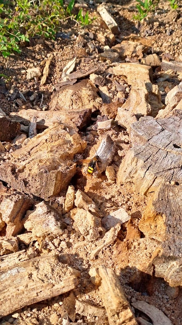 Megascolia maculata - óriás-tőrösdarázs