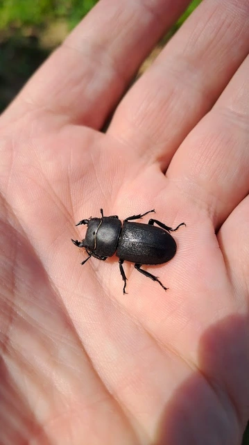 Dorcus parallelipipedus - kis szarvasbogár