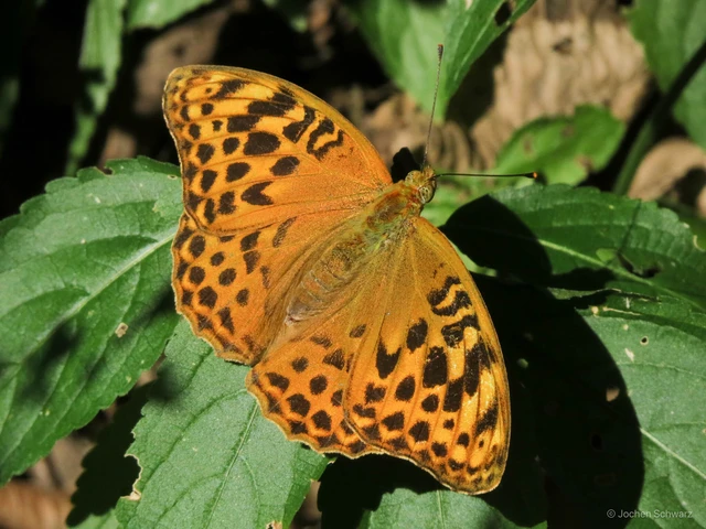 Argynnis paphia - nagy gyöngyházlepke