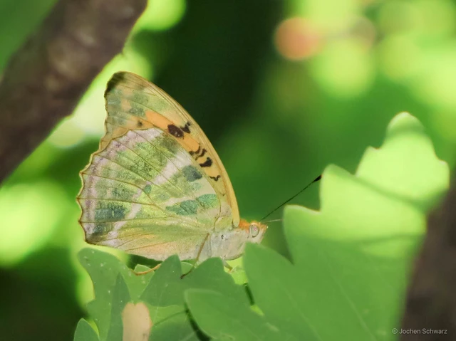 Argynnis paphia - nagy gyöngyházlepke