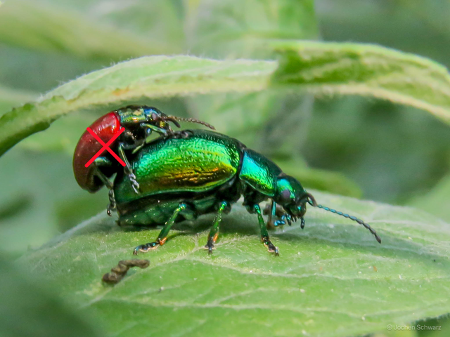 Chrysolina herbacea - zöld mentalevelész