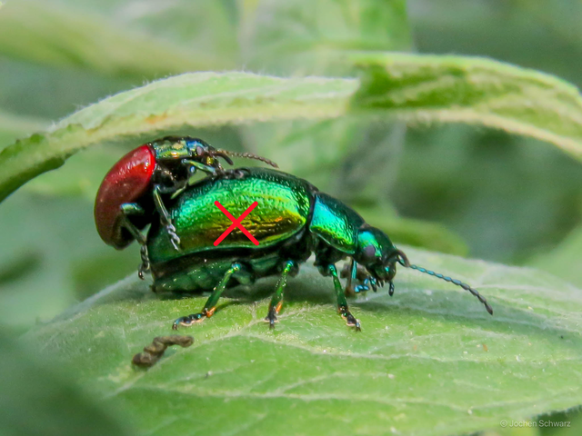 Chrysolina polita - réti mentalevelész