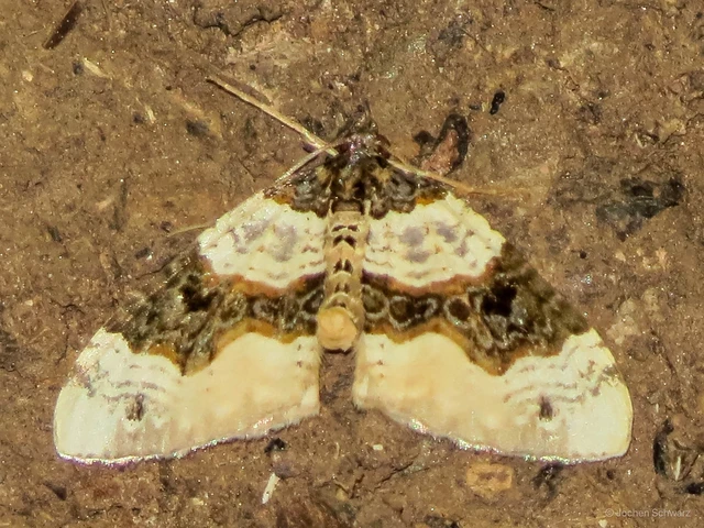 Cosmorhoe ocellata - szemes galajaraszoló